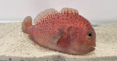 Caracanthus madagascariensis
