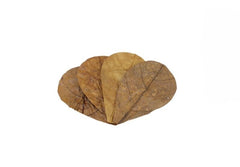 Catappaleaves Small - 12 pack