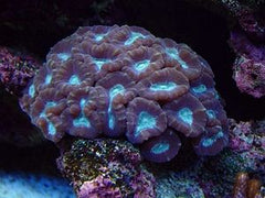 Caulastraea echinulata