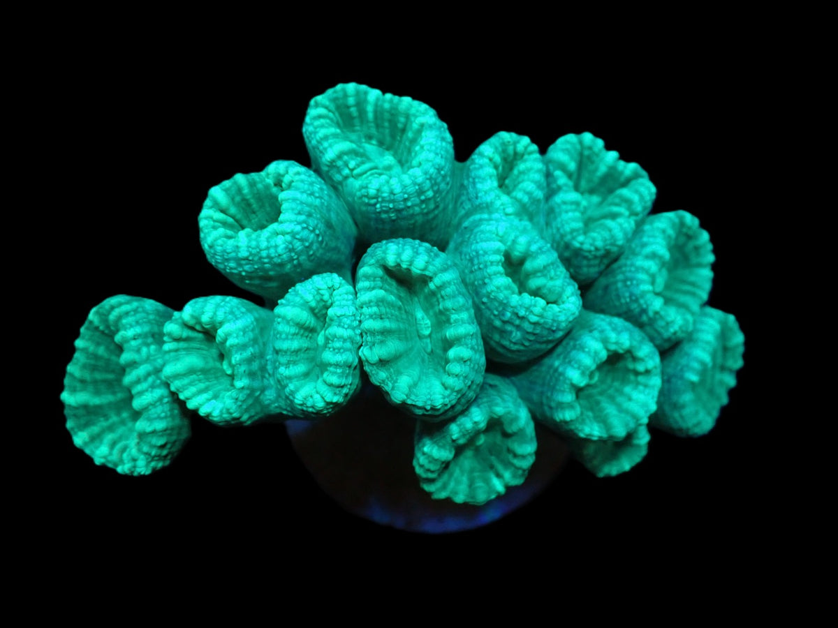 Caulastraea curvata (Green) (DJM Grown) pb 064