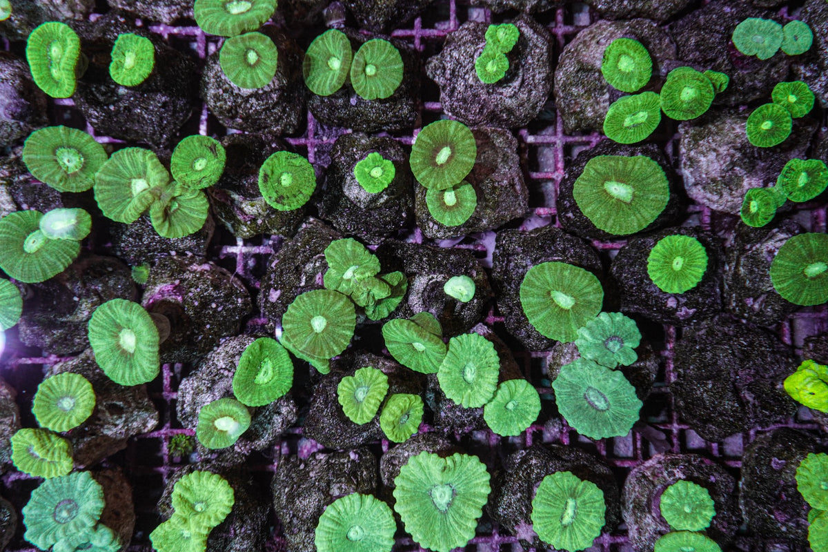 Caulastraea curvata (Green) (frag)