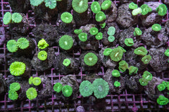 Caulastrea curvata (Green) (frag)