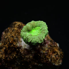 Caulastraea curvata (Green) (frag)