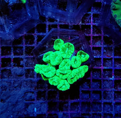 Caulastraea curvata (Green) (Ultra)