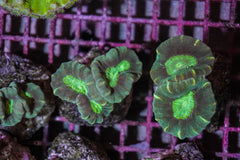 Caulastraea echinulata (frag)