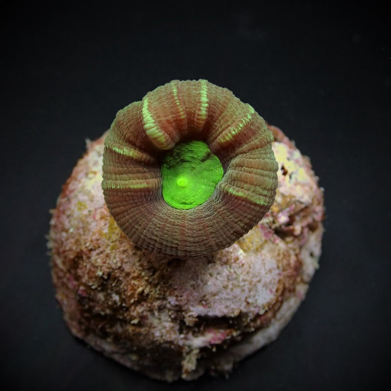Caulastrea furcata (frag)