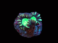 Caulastrea furcata (Star Mint Candy Cane) pb 157