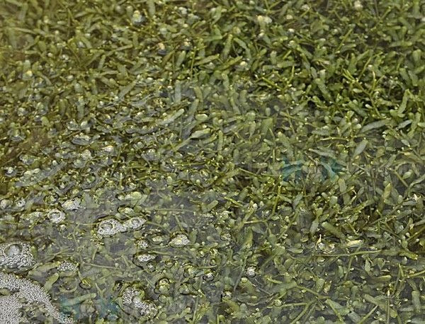 Caulerpa spp. (on rock)
