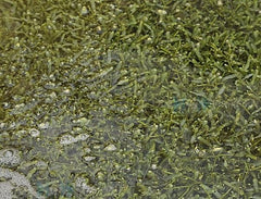 Caulerpa spp. (on rock)