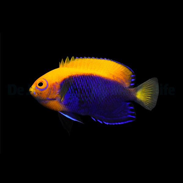 Centropyge acanthops
