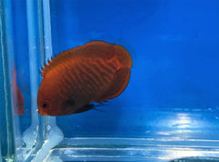 Centropyge aurantia - T.B.