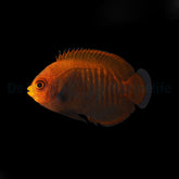 Centropyge aurantia - T.B.
