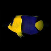 Centropyge bicolor (Fiji)