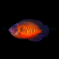 Centropyge bispinosa (Fiji)