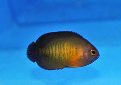 Centropyge bispinosa - T.B.