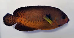Centropyge bispinosa (Tiger tail)