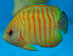 Centropyge eibli (Tigerpyge)