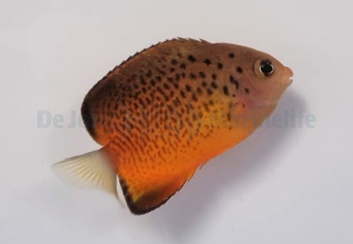 Centropyge ferrugata