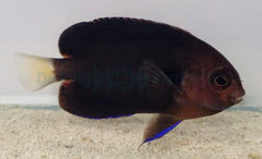 Centropyge flavicauda