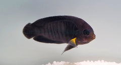 Centropyge flavipectoralis