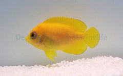 Centropyge flavissima - T.B.