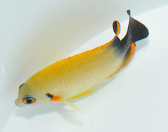 Centropyge flavissima (Hybrid)