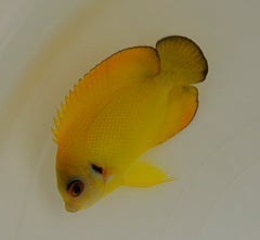Centropyge hybrid (flavissima/vrolikii)