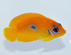 Centropyge flavissima