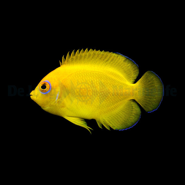 Centropyge flavissima - T.B.