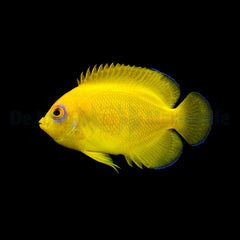 Centropyge flavissima - T.B.