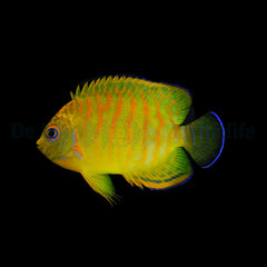 Centropyge hybrid (eibli)