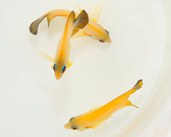 Centropyge hybrid (flavissima/vrolikii)