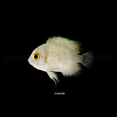 Centropyge vrolikii - T.B.