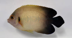 Centropyge vrolikii