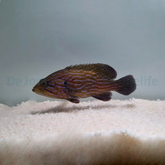 Cephalopholis formosa