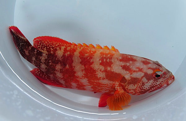 Cephalopholis urodeta