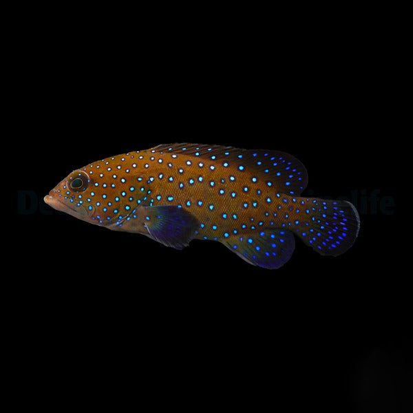 Cephalopholis argus