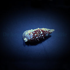 Cerithium (Tehericium) litteratum