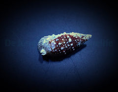 Cerithium (Tehericium) litteratum