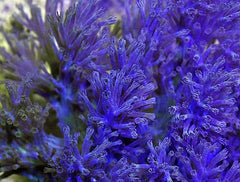 Cespitularia infirmata