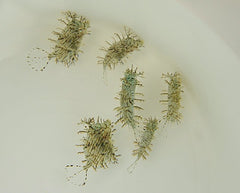 Chaetodermis penicilligerus