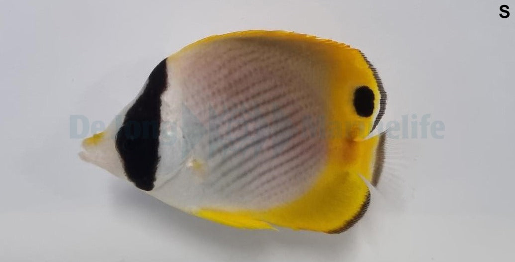 Chaetodon adiergastos