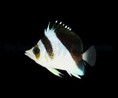 Chaetodon burgessi