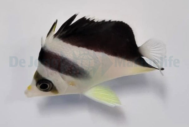 Chaetodon burgessi