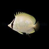 Chaetodon citrinellus