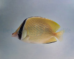 Chaetodon citrinellus