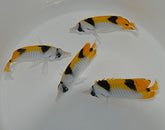 Chaetodon falcula