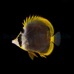 Chaetodon flavirostris