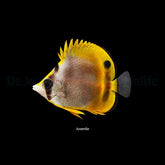 Chaetodon flavirostris