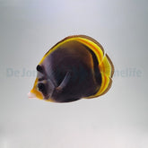 Chaetodon flavirostris